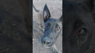 Cachorro Pastor Belga Malinois de 4 meses