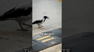 Smart Crow's Genius Hack to Crack Walnuts🐦‍⬛😂