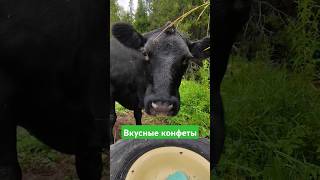 Карамелька для коров🍭🐮 #сельскийобъектив #жизньвдеревне #ночка #животные #корова #абердин #ангус