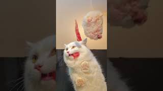 Yummy feast!Cat enjoy Pork strip. #cat #catvideos #catlover #cateating #cute #catworld #kitten