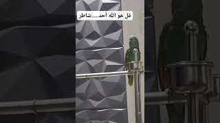 بغبغان امزون بلو فرنتد يتكلم و يغني 🦜💚