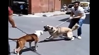 This Pitbull Can Defeat a Kangal 🤣🤣Pitbull vs Kangal real fight