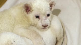 White lion cubs unveiled to the public