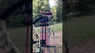 Bow hunting for buck and elk #archery #bowhunting #elks #bucks