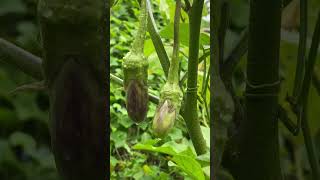 My favorite vegetable 🍆 frying  #youtube #nature #automobile #enjoy #share  #subscribe #shorts