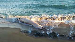 Balena morta Montgat Barcelona - Dead Whale found in Montgat Barcelona