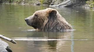 BEARS ENJOY SWIMMING! #bears #beautyOfNature #millerzoovisit2020