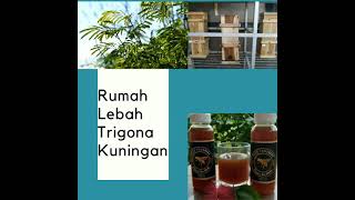 Rumah Lebah Trigona Kuningan