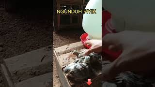 NGUNDUH ANAKAN MERPATI UMUR DUA MINGGU