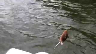 Stingrays Fishing at Tampa, Florida