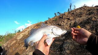 STRIKE KAKAP PUTIH DI AIR KERUH || MANCING BARRAMUNDI