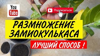 Замиокулькас 2022 | Размножение замиокулькаса листом | Как размножить замиокулькас 2022