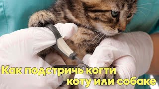 КАК ПОДСТРИЧЬ КОГТИ КОТУ ИЛИ СОБАКЕ В ДОМАШНИХ УСЛОВИЯХ/ Советы Ветеринарного Врача