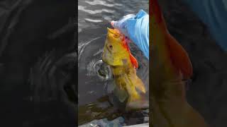 South Florida Peacock Bass Release!