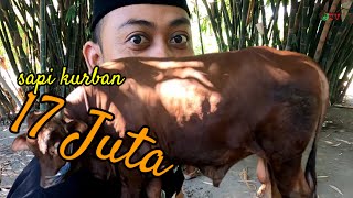 Pak Luluk Berburu Sapi Kurban 17 juta