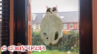 ПРИКОЛЫ С КОТАМИ! САМЫЕ смешные коты С ОЗВУЧКОЙ! Смешные животные!