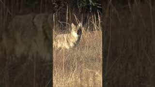 We Like Them Close #foxpro #coyote #hunting #shorts