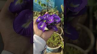 😲💯अपराजिता उगाएं आसानी से | How to Grow Aparajita Butterfly Pea at Home#organicgardening #shortsfeed