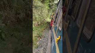 Train Running in the Forest