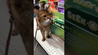 Feline Fun Alert: Cat Takes a Stroll Through a Pet Shop! 😺 #catshorts #cats