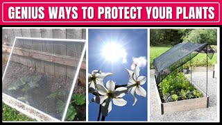 How To Protect Plants From Sun Heat? Clever Ways No One Will Tell You