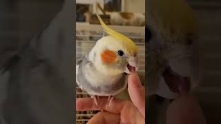 Nimfa "zjada" mi palec 😂 #cockatielparrot #birds #papuga