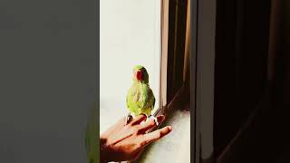 Indian ringneck parrot in Bangladesh #Short #Vlog_Is_Mine #parrot #shortvideo