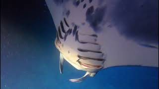 Manta Ray Diving in Hawaii