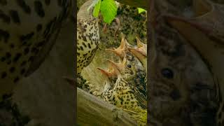 Mistle Thrush Bird Feeding Chicks #shorts #bird #chicks #birdsounds #birds  #stressrelief