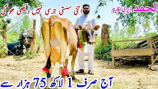 Al Hamd Dairy Farm ||Top Class American Cows For Sale ||Jersey Cows ||Cholistani Fresian Cross Cows