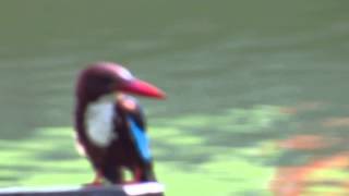 White throated KingFisher eat worm SBG 20140504 #1/4