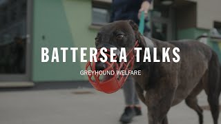 Battersea Talks | Greyhound Welfare