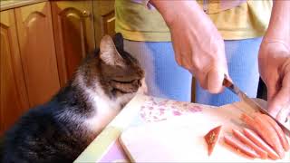 Бучик ест только на полу   ( cat Buchik eats only on the floor )