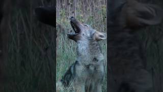 Howling wolves cubs