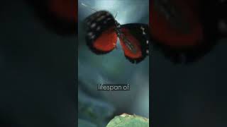 🦋 Butterfly Life and Lifespan, Unveiling the Facts! 🌱