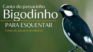 🎵🐦 CANTO DE PÁSSARO BIGODINHO: PERFEITO PARA ESQUENTAR E APERFEIÇOAR O CANTO!