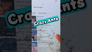 She Found Ants in Her Computer! What Now? 🐜😮 #shorts #shortvideo #shortsfeed #shortsfeeds