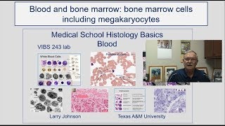 Blood and Bone Marrow- Bone Marrow cells including megakaryocytes