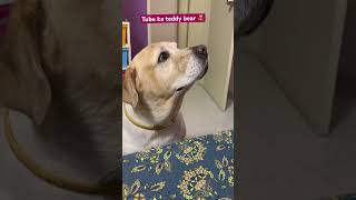 ❤️#labrador #cutebacha#doglover #pets #dog #shortvideo #dogshorts#youtubeshorts #funny