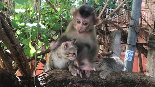 Sweetie baby monkey Ella with baby kitten