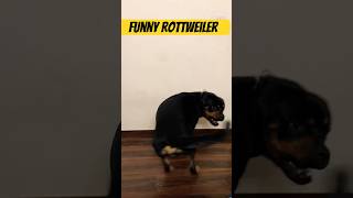 Dog crazy for its tail #shorts #funny #rottweiler #dog #aggressivedog #guarddog #traineddog #yt