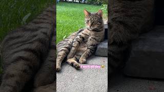 The stressful life of a cat | stressiges Katzenleben 😹lustige Katzenvideos 😻 #shorts #cats