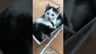 Kuschelzeit Geschwister Katzenbabys 4-5 Wochen alt