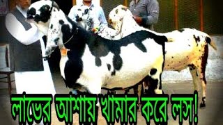 লাভে আশায় খামার করে লস! Digital Bangladesh!  লাভের আশায় ছাগল খামার করে লস!