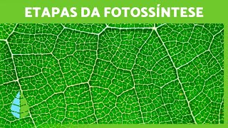 O que é FOTOSSÍNTESE 🌱☀️ (Definição, FASES e sua IMPORTÂNCIA)