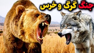 نبرد خطرناک گرگ و خرس🔥| کدوم پیروز میشه ؟؟😱