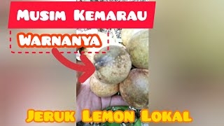 Panen Jeruk Lemon di Musim Kemarau