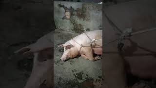 giving birth mother pig