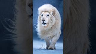 Albino lion