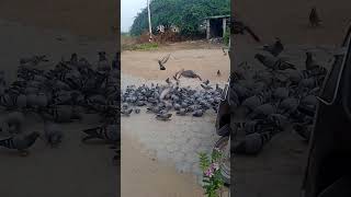 pigeons# flock of pigeons#shortsvideo #pigeonbird #flights#pigeon